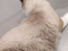 -芭比堂宠物医院·全科爱猫医院·仁德分院