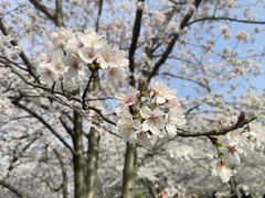 -顾村公园