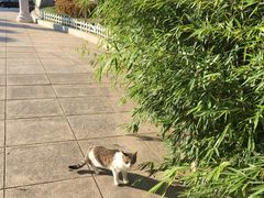 -燕窝岭