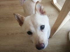 -柴犬小屋·柴餐厅·狗咖食堂(金鼎广场店)