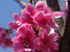 -顾村公园
