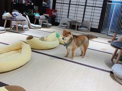 -逗柴咖啡屋·狗咖猫咖宠物桌游