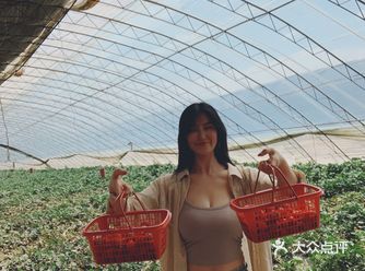 这个月份（5月）去摘草莓确实很晚了，没有绿油油的叶子