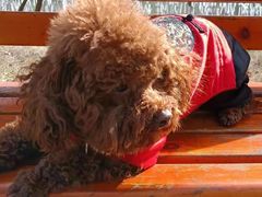 -汪喵宠物医院·骨科心脏影像·犬猫急重症ICU诊疗中心(成华分院)