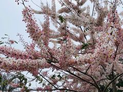 -深圳湾公园(南山区)