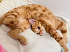 -瑞派康怡24h宠物医院·犬猫医疗中心·微创绝育(瑞景分院)