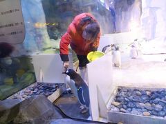 -芜湖新华联大白鲸海洋公园