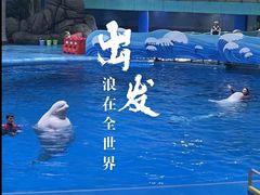 -海合安成都极地海洋公园