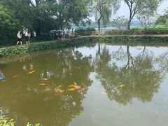 -西湖外事游船(花港观鱼码头)