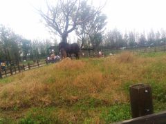 -田园东方蜜桃村的田野营地