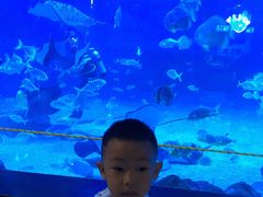 -烟台海昌鲸鲨海洋公园