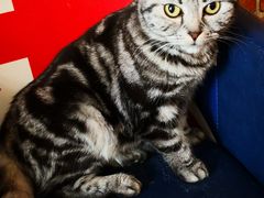 -名猫咖啡馆·撸猫·拼豆