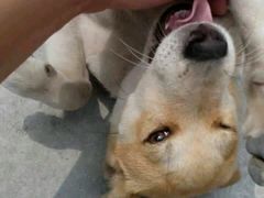 -创凡宠物医院·骨专科  猫科中心(西乡分院)