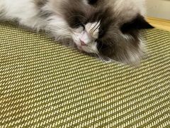 -滚猫咖啡·猫咖·猫友好撸猫(未来城店)
