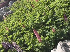 -上海鲜花港