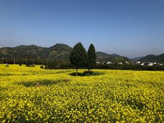 -新建村梅花