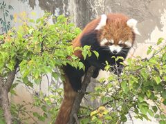 -青藏高原野生动物园