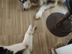 -Heymao猫咖.咖啡厅(东门店)