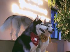 -Husky Go! 哈士奇体验馆·宠物咖啡厅狗咖