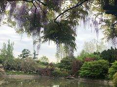 -嘉定紫藤园