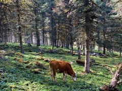 -硗碛藏寨·神木垒景区