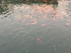-东江湖游水三文鱼美食城