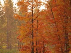 -白鹭湾湿地公园