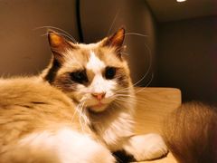 -飞行喵MR PILOT|猫舍·猫咖(静安大融城店)