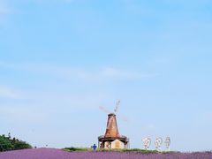 -大塘金香草谷