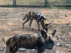 -大连森林动物园