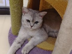 -三花喵·撸猫购宠·宠物生活馆(虹桥南丰城店)