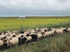 -青海湖国家重点风景名胜区