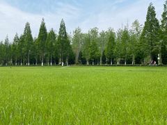 -合肥滨湖国家森林公园