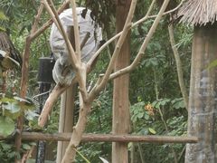 -广州长隆野生动物世界