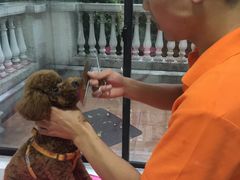 -翊宠yipet猫狗购宠庄园犬舍•猫舍