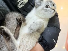-瑞鹏宠物医院·夜间急症·心超·猫科(祖庙分店)
