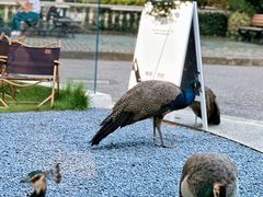 -J Create城市露营咖啡·简餐·宠物(上海动物园店)