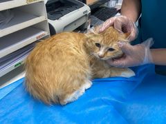 -纳吉亚猫专科动物诊疗中心(蒋宅口分院)