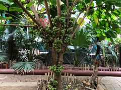 -呀路古热带植物园
