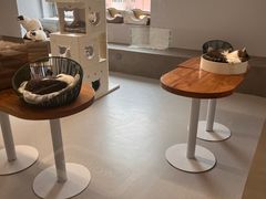 -Cappucimeow猫咪咖啡馆(韦伯时代店)