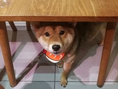 -柴务处·柴犬主题狗咖