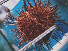 -海胆小馆(东北水饺·春柳店)