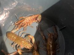 -虾胡闹龙虾馆(湄南河店)