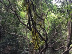 -牛鱼嘴原始生态风景区