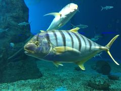 -北戴河圣蓝海洋公园