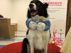 -重庆国际马戏城