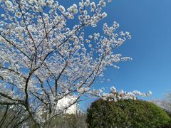 -高东镇樱花园