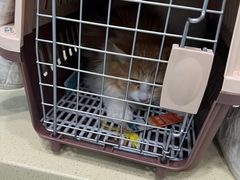 -乖乖乐动物医院(小汤山分院)