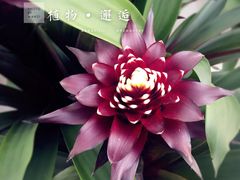 -上海鲜花港