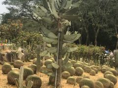-松山湖梦幻百花洲